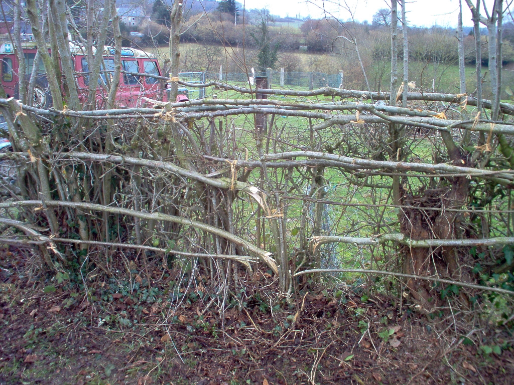 20110210 HEDGE COPPICING & LAYING LE BOSQUET 07.jpg - IM000936.JPG
